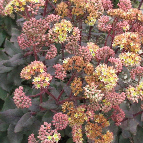 Sedum yellow xenox orpin - sedum,