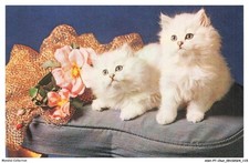 ASHP7-0434-CHAT - DEUX CHATS BLANCS SUR UN FAUTEUIL ET FLEURS