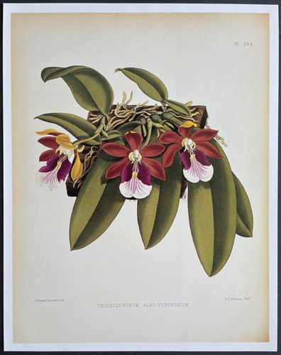 Botanique orchidées - botanique,