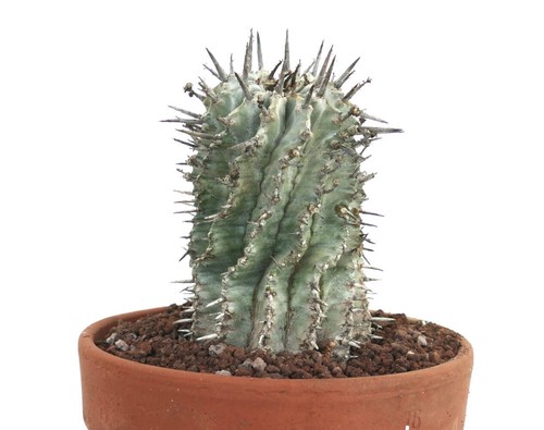Euphorbia horrida very gray - euphorbia,