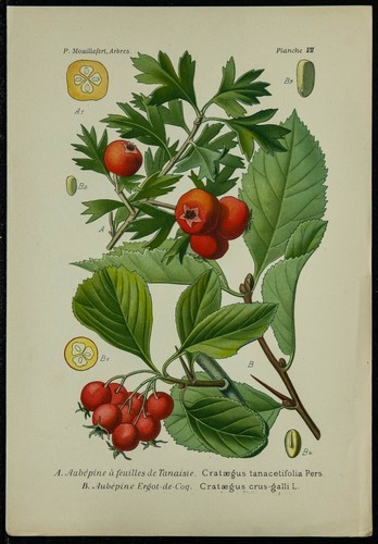 1898ca aubépine planche - -,