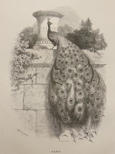 Ancienne gravure sur acier - ancienne,