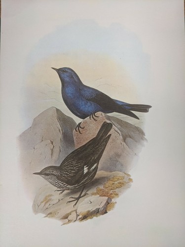 1969 oiseau imprimé - imprimé,