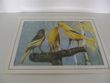 ANCIENNE PLANCHE AFFICHE POSTER PHOTO SCOLAIRE OISEAU CANARIS DU HARTZ