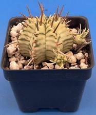 Euphorbia Meloformis