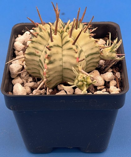 Euphorbia meloformis - euphorbia,