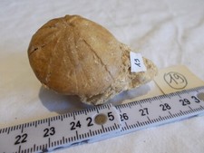 FOSSILE..OURSIN.ECHINOLAMPAS