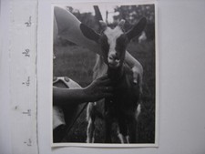 PHOTO d'une CHEVRE biquette 17X23