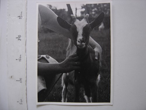 Photo une chevre biquette - d'une,