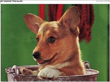 AKVP9-0736-CHIEN - UN CHIEN DANS UN SEAU - WELSH CORGI PEMBROKE