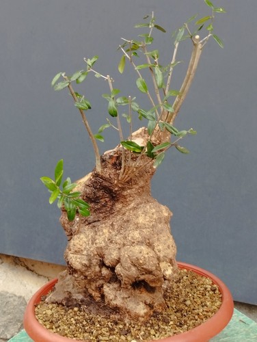 Bonsaï olivier 30 cm - bonsaï,