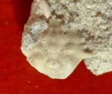 CRABE FOSSILE , ÉOCÈNE , PAMMOCARCINUS