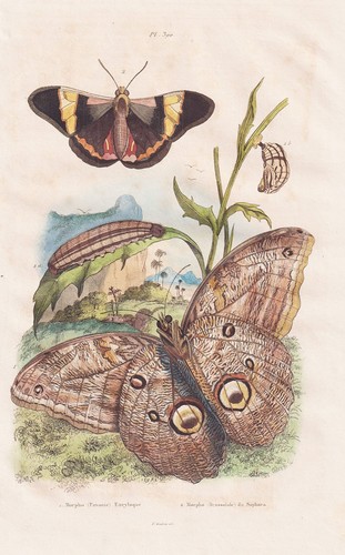 Papillons morpho nuit - de,