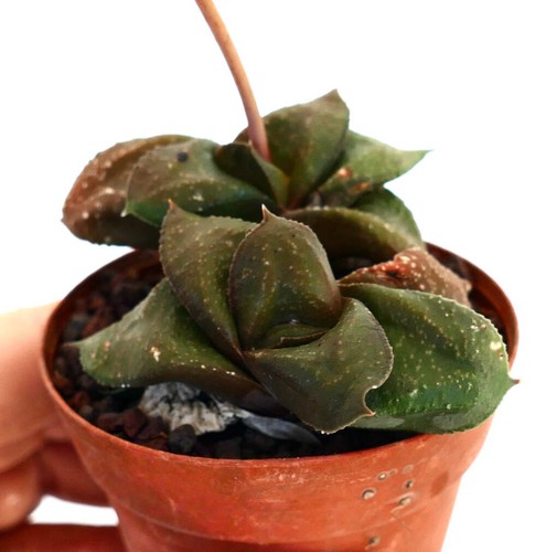 Gasteria armstrongii - cv, '