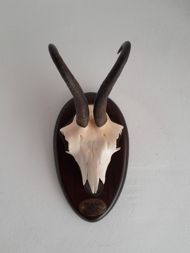 Trophée chasse vintage - trophée, de