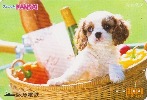 Carte japon animal chien - japon,