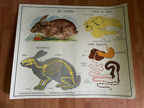 Affiche scolaire editions - affiche,