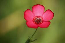 150 Graines de Lin à Grandes Fleurs Rouge - méthode BIO
