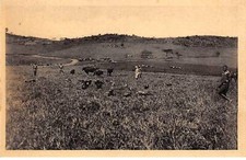 CONGO - SAN53908 - Mines d'or de Kilo Moto - Cheptel ferme de Kerekere et vola