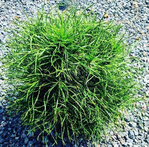 Pinus sylvestris globosa - sylvestris, cv
