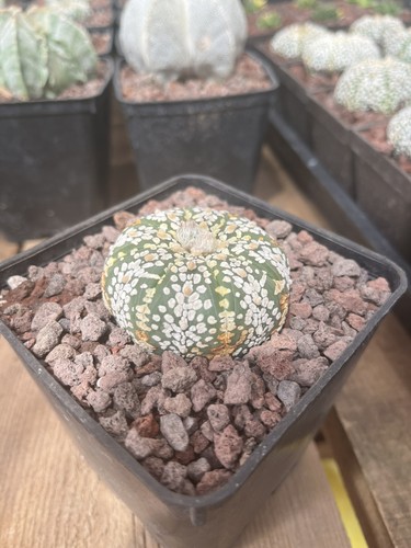 Astrophytum asterias - , cv