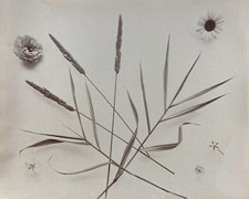 Etude de fleurs, étude pour peintres,  Vintage print Tirage albuminé  19,6x2