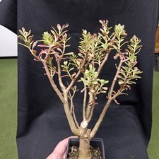 Sedum oxypetalum, succulente,  ideal bonsaï