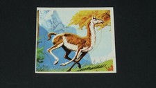 N°249 GUANACO PANINI 1977 SUPER ZOO