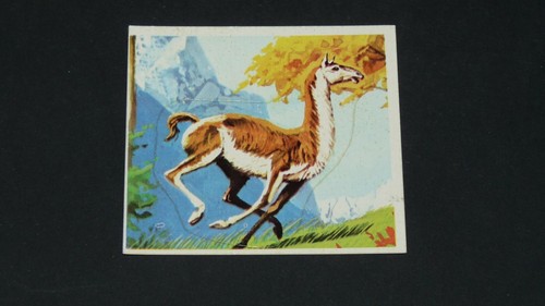249 guanaco panini 1977 - n°249,