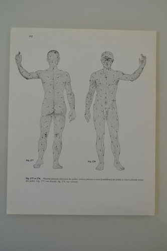 Planche anatomie humaine - planche, la