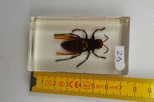 Résine inclusion insectes