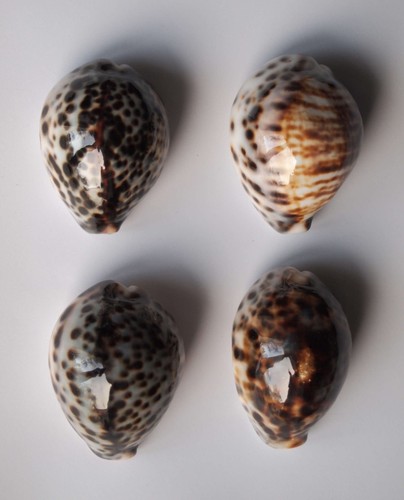 Cypraea tigris lot - tigris,