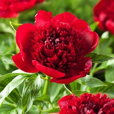 Pivoine Fleurs Rhizome Plante
