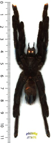 Mygale tarantula eurypelma - mygale, /