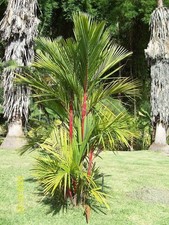 Sealing Wax Palm - Lipstick