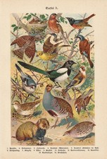 Oiseaux Perdrix Chardonneret