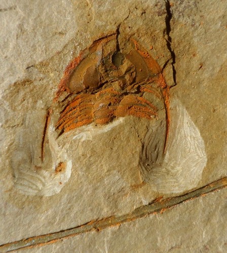 Trilobite cambrien - cambrien, de