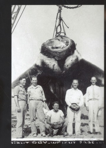 Real photo giant manta - real,