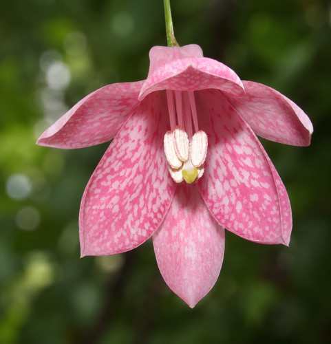 Lapageria rosea seeds - lapageria,