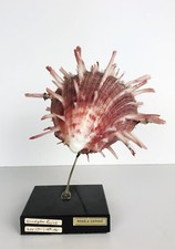 OBJET DE CURIOSITÉ ANCIEN EN