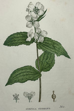 SYRINGA ODORANT Arbuste