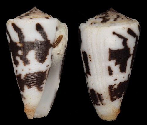Coquillage collection - de,