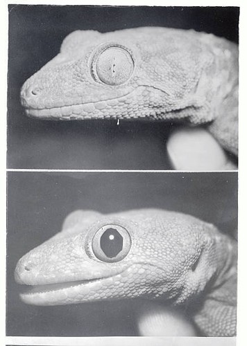 The different sizes tokay - sizes,