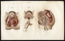 Cabinet de curiosité planche