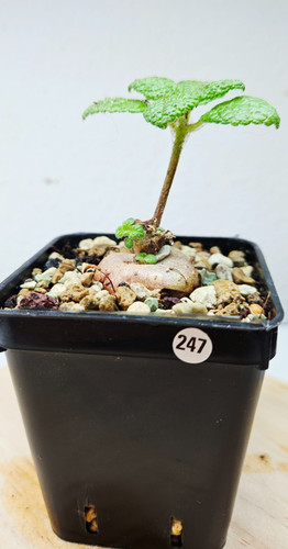 Sinningia bullata live - bullata, ➡️--live