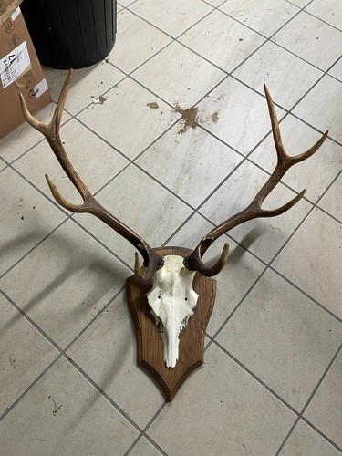 Trophée cerf cors - , 1o