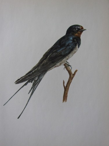 Magnifique imprimé oiseau - magnifique, d'oiseau