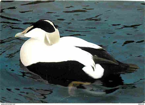 Carte postale animaux - -,