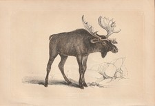 Élan (Alces Alces) Élan