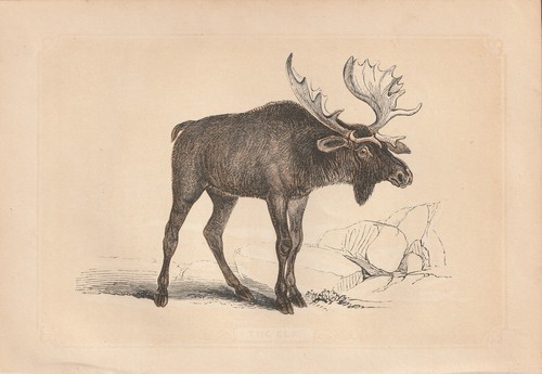 élan - alces),